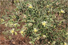 Capparis divaricata